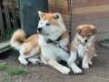 %,100 Safkan Japon Akita Yavrularımız 
