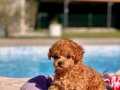 %% ORJİNAL TEA CUP POODLE YAVRULARI SİZLERİ BEKLİYOR 
