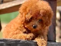 TÜRKİYENİN EN ÖZEL POODLE ÇİFLİĞİNDEN HARİKA YAVRULAR 
