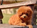 TÜRKİYENİN EN ÖZEL POODLE ÇİFLİĞİNDEN HARİKA YAVRULAR 