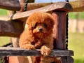 TÜRKİYENİN EN ÖZEL POODLE ÇİFLİĞİNDEN HARİKA YAVRULAR 