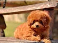 TÜRKİYENİN EN ÖZEL POODLE ÇİFLİĞİNDEN HARİKA YAVRULAR 