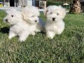 Maltese Çiftliğinden Mükemmel Maltese Terrier Yavrularımız Ü