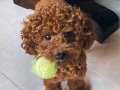 Türkiyenin En Prestijli Çiftliğinden Toy Poodle Yavruları