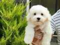 Pamuk Beyazı Maltese Terrier Yavrularımız 