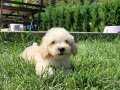 RUHSATLİ ÇİFLİKTEN MALTİPOO YAVRULARİ 