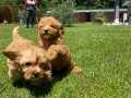 HARİKA MALTİPOO BEBEKLERİ 