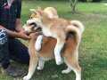 JAPON AKİTA INU YAVRULARİ İSTANBUL 