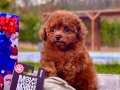 RUHSATLİ ÇİFLİKTEN ÖZEL POODLE YAVRULARI SİZLERİ BEKLİYOR 