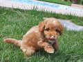 MUTLU VE OYUNCU MALTIPOO BEBEKLERİ SİZLERİ BEKLİYOR 