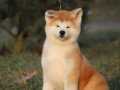 Japon Akita Yavruları 