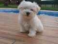Maltese Çiftliğinden Mükemmel Maltese Terrier Yavrularımız 