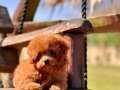Poodle bebeklerimiz Enfes Kalite 