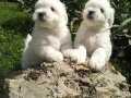 Kore  Kan Maltese Terrier Yavrularımız 