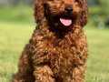 Birinci Sınıf Poodle Bebeklerimiz 