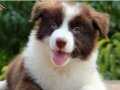 Kahverengi Border Collie Yavruları Aşıları tam 