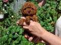 Ruhsatlı Toy Poodle Yavrularımız Üst Kalite 
