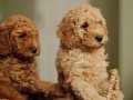 Üat Kalite Poodle Yavruları Çiftlikten 