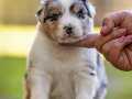 Blue Merle Avustralya Çoban Yavruları 
