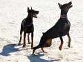 SECERELİ DOBERMAN YAVRULARI İSTANBUL 