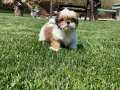 EŞSİZ GÜZELLİKTE SHIH TZU YAVRULARI İSTANBUL 