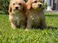 MALTİPOO BEBEKLERİ SİZLERİ BEKLİYOR 