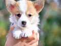 Welsh Corgi Yavruları İstanbul 