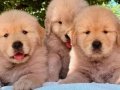 YAVRU GOLDENLER SİZLERİ BEKLİYOR 