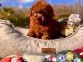 EFSANE RED BROWN TOY POODLE YAVRULARI İSTANBUL 