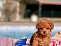 TEACUP RED BROWN POODLE YAVRULARİ SİZLERİ BEKLİYOR 