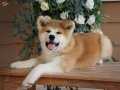 JAPON AKİTA INU YAVRULARİ İSTANBUL 