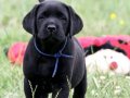 LABRADOR RETRIEVER YAVRULARI ISTANBUL 