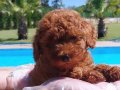 POODLE ÇİFLİĞİNDEN RED BROWN YAVRULAR SİZLERİ BEKLİYOR 