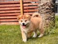 JAPON AKİTA INU YAVRULARİ İSTANBUL 