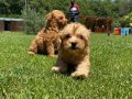 EN SEVİMLİ MALTİPOO YAVRULARI ISTANBUL 