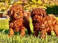 BİR BİRİNDEN GÜZEL EFSANE POODLE YAVRULARI İSTANBUL 