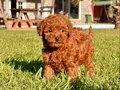 BİR BİRİNDEN GÜZEL EFSANE POODLE YAVRULARI İSTANBUL 
