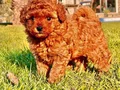 BİR BİRİNDEN GÜZEL EFSANE POODLE YAVRULARI İSTANBUL 