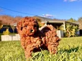 BİR BİRİNDEN GÜZEL EFSANE POODLE YAVRULARI İSTANBUL 