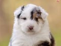 Avustralya Çoban Köpeği Yavruları 