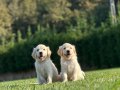 RUHSATLİ ÇİFLİKTEN ÖZEL GOLDEN YAVRULARİ SİZLERİ BEKLİYOR 