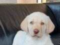 RUHSATLİ ÇİFLİKTEN ÖZEL LABRADOR RETRİEVER YAVRULARI İSTANBU