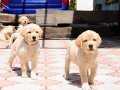 RUHSATLİ ÇİFLİKTEN ÖZEL LABRADOR RETRİEVER YAVRULARI İSTANBU