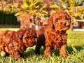 TÜRKİYENİN EN ÖZEL RED BROWN TOY POODLE YAVRULARI İSTANBUL 