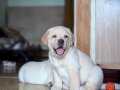 RUHSATLİ ÇİFLİKTEN ÖZEL LABRADOR RETRİEVER YAVRULARI İSTANBU