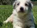 BLUE MARLEY BORDER COLLİE YAVRULARI İSTANBUL 