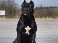 Cane Corsa Yavrulari 