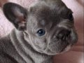 French Bulldog Yavruları İstanbul 