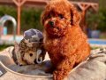 EFSANE RED BROWN TOY POODLE YAVRULARI İSTANBUL 