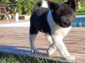 AMERİKAN AKİTA İNU YAVRULARI İSTANBUL 